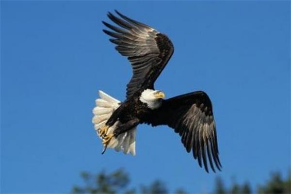 銷(xiāo)售四境界：母雞、公雞、貓頭鷹和老鷹.jpg