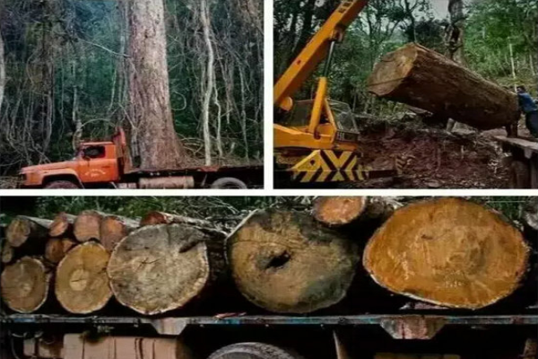紅木進制品價格飛漲