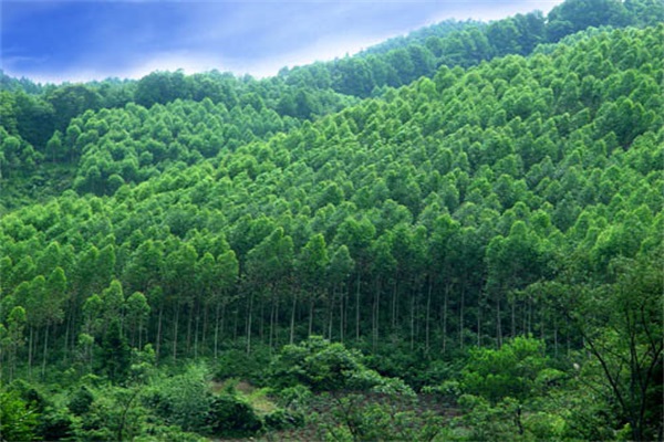 我國林業(yè)產(chǎn)業(yè)總值突破６萬億元