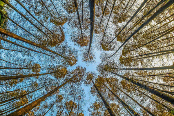 關于“木種實名制”的那些事！精明的你，都懂了嗎？