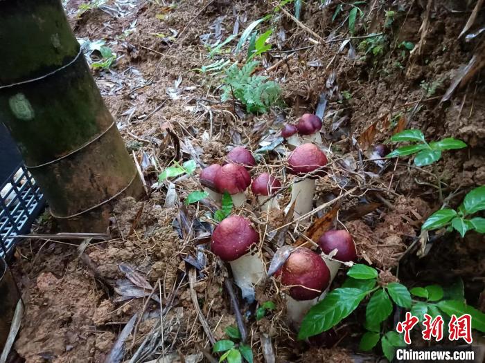廣東：小竹子育成大產業產值劍指超千億元